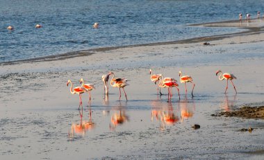 İzmir Kuş Cenneti 'nde pembe renkli Flamingo kuşları. İzmir - Türkiye