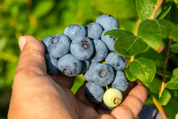 Фермі Blueberry Купою Стиглих Фруктів Дереві Під Час Збору Врожаю — стокове фото
