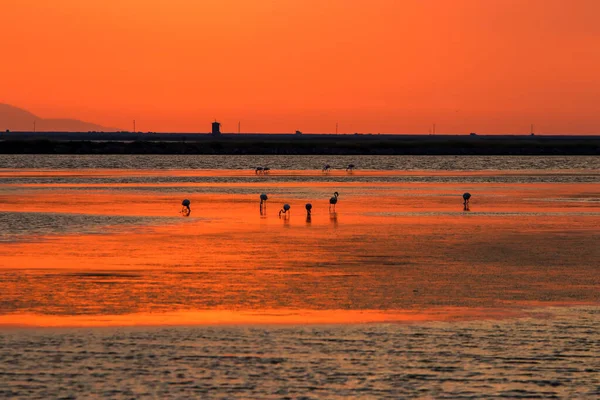 Günbatımında flamingo kuşunun silueti. Kuş Cenneti - Kus Cenneti - İzmir - Türkiye