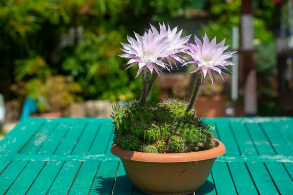 Vacker Typ Kaktus Blommar Magnifikt Dess Vetenskapliga Namn Echinopsis Oxygona — Stockfoto