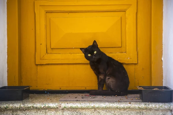 Αδέσποτη Γάτα Γάτα Που Ζει Στο Δρόμο Στο Ελληνικό Νησί — Φωτογραφία Αρχείου