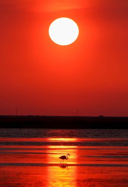 Günbatımında flamingo kuşunun silueti.