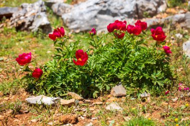 Vahşi bitki, bilimsel isim; peeonia turcica. Dökülmüş Dağ - Manisa - Türkiye