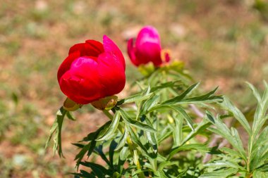 Vahşi bitki, bilimsel isim; peeonia turcica. Dökülmüş Dağ - Manisa - Türkiye
