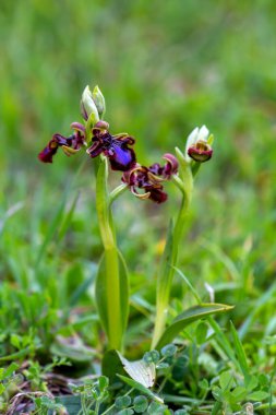 Vahşi orkide, bilimsel isim; Ophrys speculum