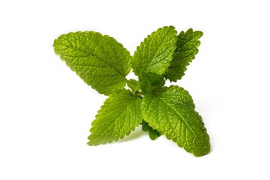 Beyaz arka plan üzerinde izole taze melissa officinalis.