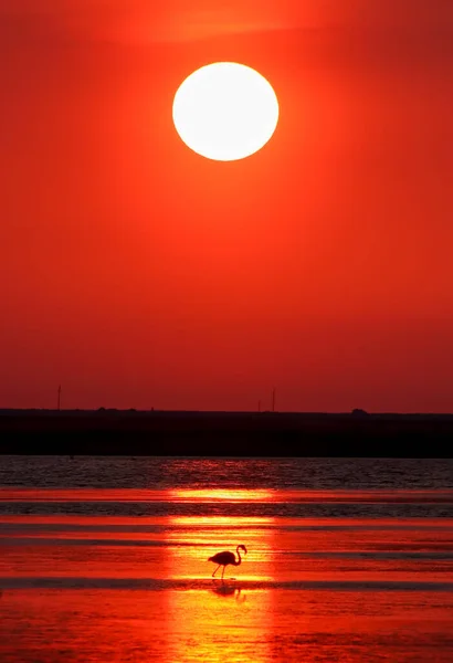 Silhouette of flamingo bird in sunset landscape.