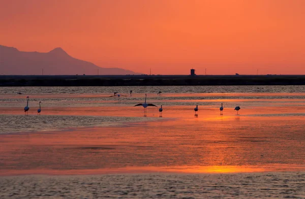 Silhouette of flamingo bird in sunset landscape. Bird paradise - Kus Cenneti - Izmir - Turkey