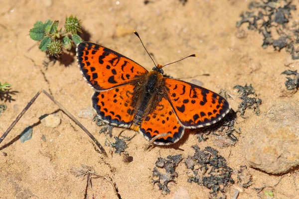 Метелик Природі Наукове Мелідея Дидама — стокове фото