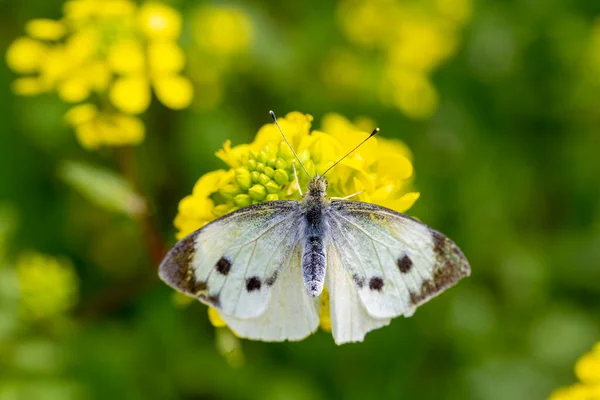Papillon Blanc Sur Une Marguerite Nom Scientifique Pieris Rapae — Photo