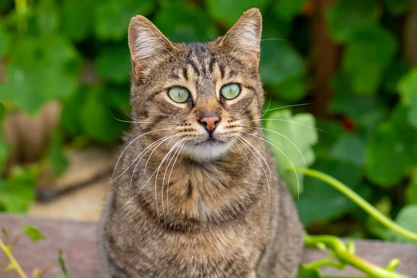 庭の花のタビー猫 — ストック写真
