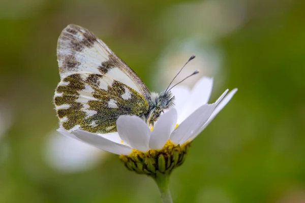 Прекрасная Бабочка Цветке Весной Научное Название Pontia Edusa Eastern Bath — стоковое фото