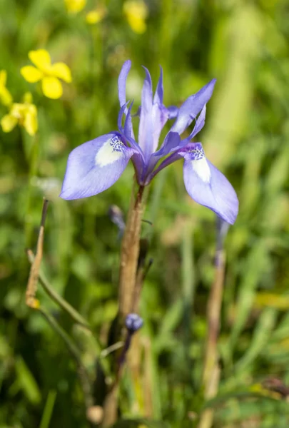 Flor Silvestre Nombre Científico Moraea Sisyrinchium — Foto de Stock