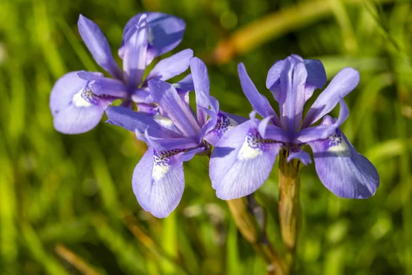 Flor Silvestre Nombre Científico Moraea Sisyrinchium — Foto de Stock