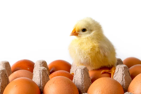 stock image Little newborn yellow chicken standing near egg