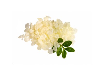 Chios mastic tears with lentisk (Pistacia lentiscus) leaves on a white background