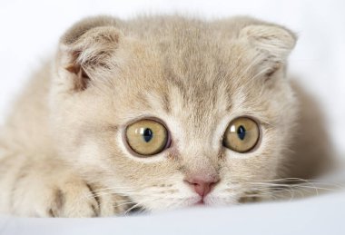 Evcil hayvan; sevimli kedi içerde.