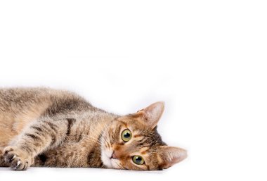 Evde beslenen hayvan hayvan; şirin kedi kapalı. Şirin yavru kedi. 