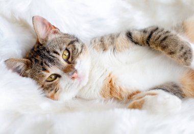 Evde beslenen hayvan hayvan; şirin kedi kapalı. Şirin yavru kedi. 