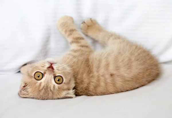 Huisdier Schattige Kat Binnen — Stockfoto