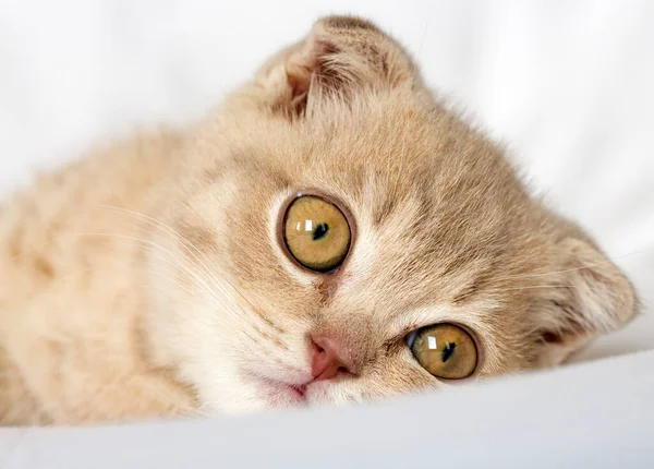 Zwierzęta Domowe Ładny Kot Wewnątrz — Zdjęcie stockowe