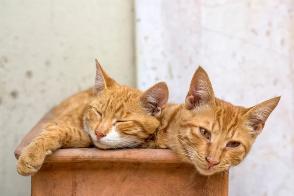 Χαριτωμένη Αδέσποτη Γάτα Τουρκία Σμύρνη — Φωτογραφία Αρχείου