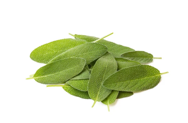Salvia Officinalis Πράσινο Τσάι Φασκόμηλο Στο Λευκό Φόντο — Φωτογραφία Αρχείου