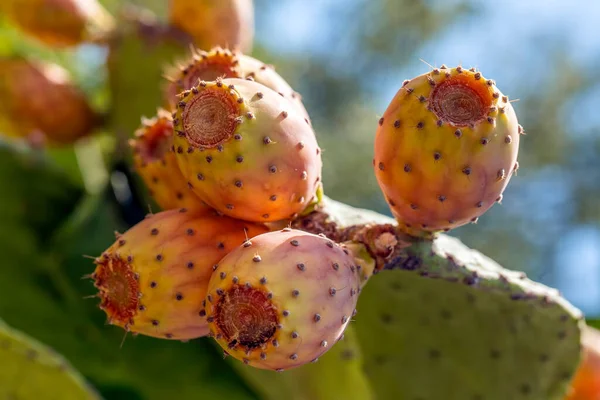 stock image Prickly pear cactus with abundant natural organic fruits