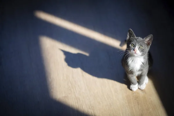 귀여운 고양이와 고양이의 그림자 — 스톡 사진