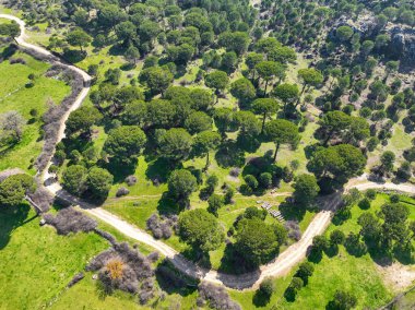 Kozak Platosu, Ege 'nin İzmir sınırları içindeki Bergama-Ayvalik ilçe merkezleri arasındadır. Kozak platosundaki Pinus çam ağaçlarının insansız hava aracı görüntüsü. Kozak yaylasi - Türkiye.