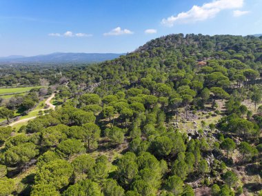Kozak Platosu, Ege 'nin İzmir sınırları içindeki Bergama-Ayvalik ilçe merkezleri arasındadır. Kozak platosundaki Pinus çam ağaçlarının insansız hava aracı görüntüsü. Kozak yaylasi - Türkiye.