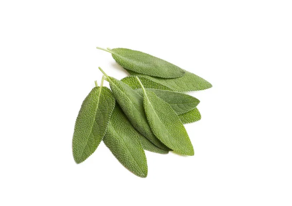 Salvia Officinalis Grüner Salbeitee Auf Weißem Hintergrund — Stockfoto