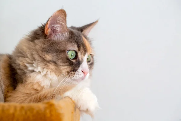 Roztomilý Calico Cat Pet Animal — Stock fotografie