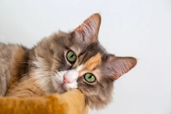 Χαριτωμένη Γάτα Calico Ζώο Συντροφιάς — Φωτογραφία Αρχείου