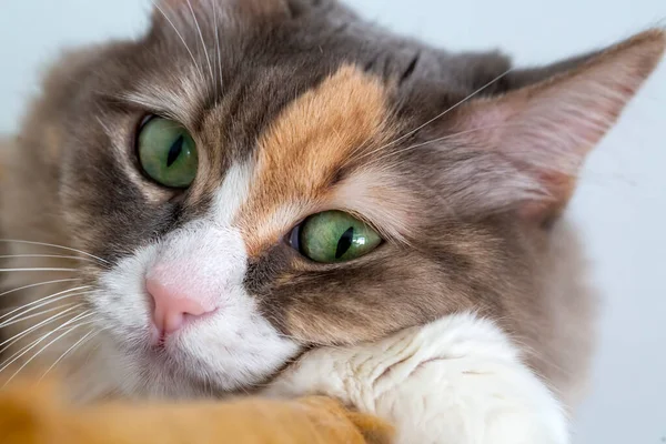 可爱的卡利科猫 宠物动物 — 图库照片