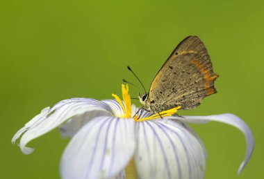 Doğadaki renkli çiçeğin üzerindeki kelebek. Lycaena phlaeas - Küçük Bakır - Ortak Bakır - Amerikan Bakırı