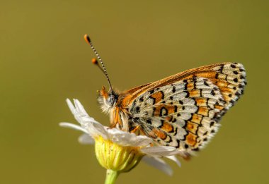 Bitki üzerine Cezayir Iparkhan Kelebeği (Melitaea ornata)