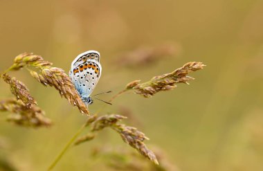 Kelebek doğadaki renkli çiçek üzerinde.