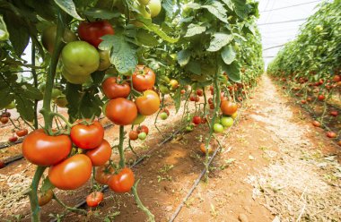 Serada yetişen güzel kırmızı domatesler.. 