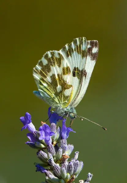 Бабочка Красочном Цветке Природе Pontia Daplidice Bath White — стоковое фото