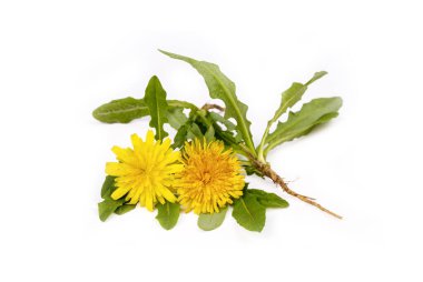 Beyaz arka plan üzerinde ortak dandelion (karahindiba officinale)
