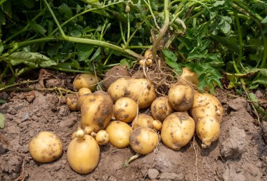 Tarlada taze organik patates. Tarım konsepti fotoğrafı. 