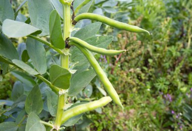  Vicia faba, olarak da bilinen geniş bean, fava fasulye veya tic fasulye.