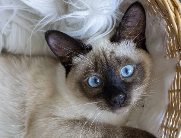 Cute kitten siamese cat indoor