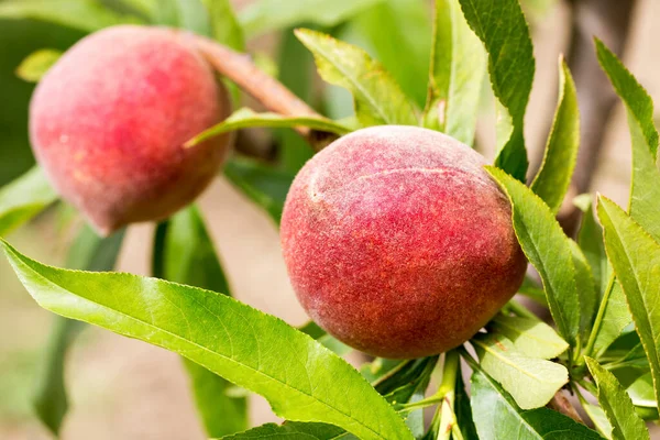 Персиковое Дерево Плодами Растущими Саду — стоковое фото