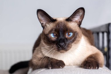 Pet animal; cute siamese cat