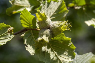 Ağaçta taze fındık yetişiyor, Türkiye - Ordu