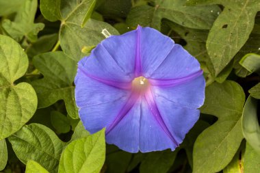 Çiçek açan bitki, bilimsel isim; ipomoea purpurea