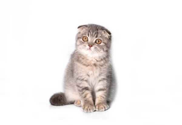 Skotsk Veck Kattunge Silver Skotsk Katt — Stockfoto