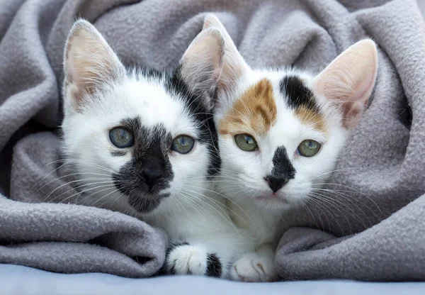 Cute Kittens Basket — Stock Photo, Image